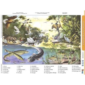   A folyóvíz életközössége + munkaoldal tanulói munkalap- Flora și fauna apelor curgătoare fișă de studiu și de lucru