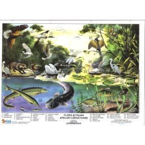 FIXI -Biocenoza râurilor
