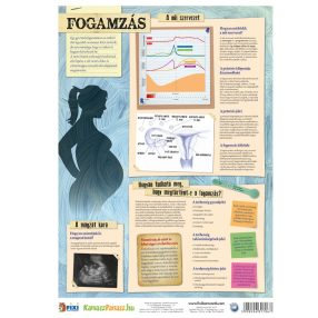   Fogamzás / fogamzásgátlás tanulói munkalap duo- Contracepția /  metode de contracepție- fișă de studiu duo