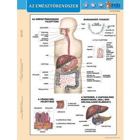   Az emésztőrendszer + Az emésztés DUO tanulói munkalap- Sistemul digestiv+ Digestia filă de studiu DUO