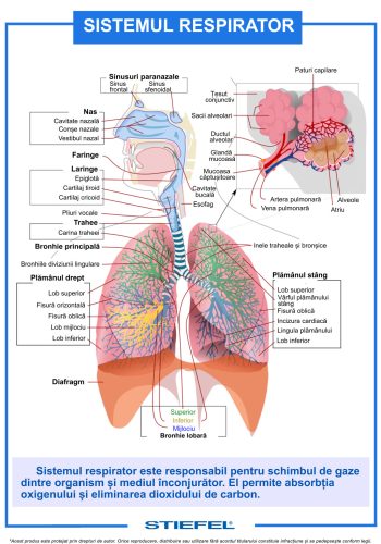 Sistemul respirator - planșă de perete